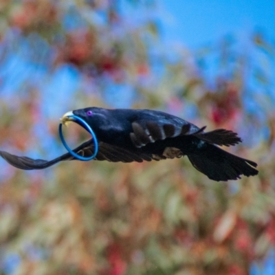 Ptilonorhynchus violaceus (Satin Bowerbird) at Chapman, ACT - 15 Jul 2021 by Chris Appleton