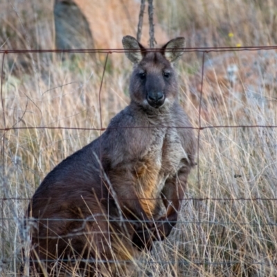 Osphranter robustus (Wallaroo) at Chapman, ACT - 21 Jul 2021 by Chris Appleton