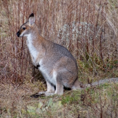 Notamacropus rufogriseus (Red-necked Wallaby) at Chapman, ACT - 26 Jun 2021 by ChrisAppleton