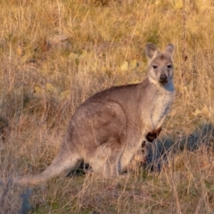 Osphranter robustus robustus (Eastern Wallaroo) at Chapman, ACT - 6 Aug 2021 by ChrisAppleton