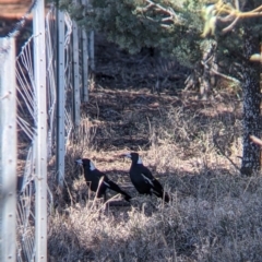 Gymnorhina tibicen (Australian Magpie) at Fargunyah, NSW - 8 Oct 2021 by Darcy