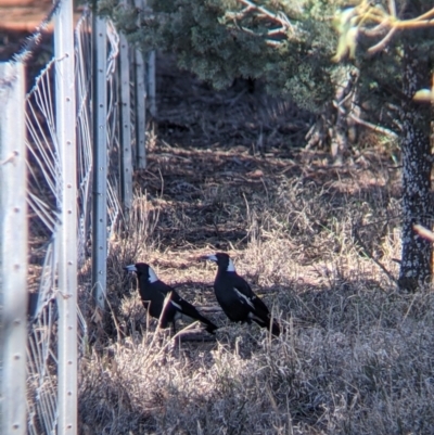 Gymnorhina tibicen (Australian Magpie) at Fargunyah, NSW - 9 Oct 2021 by Darcy