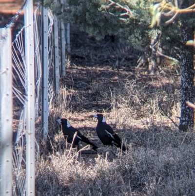 Gymnorhina tibicen (Australian Magpie) at Fargunyah, NSW - 8 Oct 2021 by Darcy