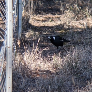 Gymnorhina tibicen at Fargunyah, NSW - 9 Oct 2021