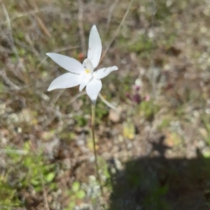 Glossodia major at Sutton, NSW - 9 Oct 2021