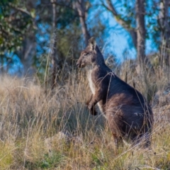 Osphranter robustus robustus (Eastern Wallaroo) at Stromlo, ACT - 15 Jun 2021 by Chris Appleton