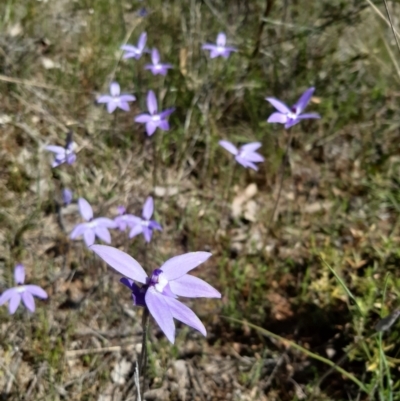 Glossodia major (Wax Lip Orchid) at Mulligans Flat - 9 Oct 2021 by mlech