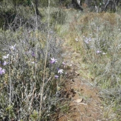 Glossodia major at Sutton, NSW - 9 Oct 2021