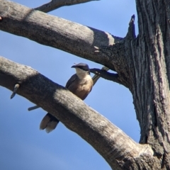 Pomatostomus temporalis at Fargunyah, NSW - 9 Oct 2021