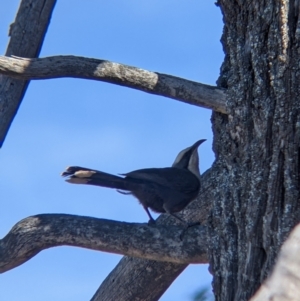 Pomatostomus temporalis at Fargunyah, NSW - 9 Oct 2021