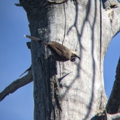 Pomatostomus temporalis at Fargunyah, NSW - 9 Oct 2021