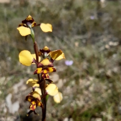 Diuris pardina (Leopard Doubletail) at Sutton, NSW - 9 Oct 2021 by mlech