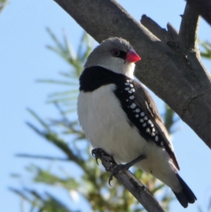 Stagonopleura guttata at Chapman, ACT - 21 Nov 2019