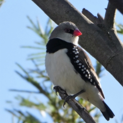 Stagonopleura guttata (Diamond Firetail) at Cooleman Ridge - 21 Nov 2019 by ChrisAppleton