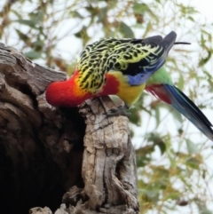 Platycercus eximius (Eastern Rosella) at Chapman, ACT - 25 Nov 2019 by Chris Appleton