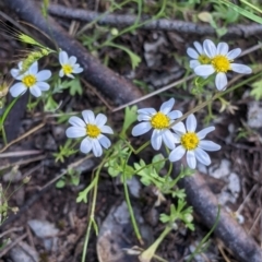 Brachyscome dentata at Fargunyah, NSW - 8 Oct 2021 by Darcy