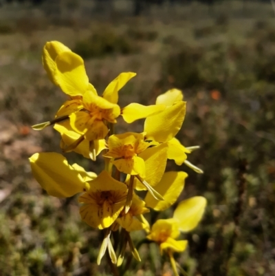 Diuris sp. (hybrid) (Hybrid Donkey Orchid) at Mulligans Flat - 9 Oct 2021 by mlech