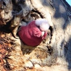 Eolophus roseicapilla (Galah) at Chapman, ACT - 14 May 2019 by Chris Appleton