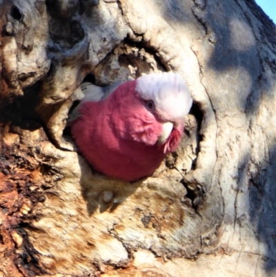 Eolophus roseicapilla (Galah) at Chapman, ACT - 14 May 2019 by Chris Appleton