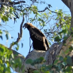 Aquila audax (Wedge-tailed Eagle) at Tuggeranong DC, ACT - 9 Feb 2019 by Chris Appleton