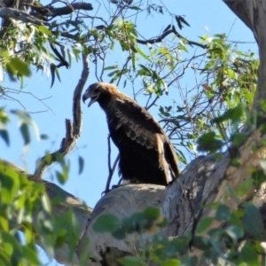 Aquila audax at Tuggeranong DC, ACT - 10 Feb 2019 09:20 AM