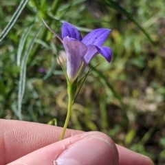 Wahlenbergia sp. at Fargunyah, NSW - 9 Oct 2021