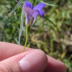 Wahlenbergia sp. at Fargunyah, NSW - 9 Oct 2021