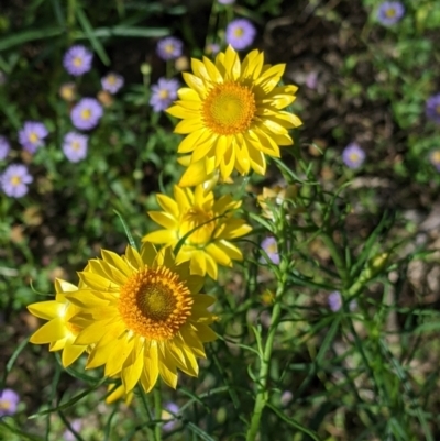 Xerochrysum viscosum (Sticky Everlasting) at Fargunyah, NSW - 8 Oct 2021 by Darcy