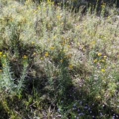 Xerochrysum viscosum at Fargunyah, NSW - 9 Oct 2021