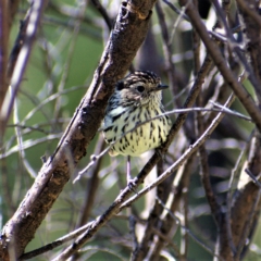 Pyrrholaemus sagittatus (Speckled Warbler) at Cooleman Ridge - 16 Apr 2021 by ChrisAppleton