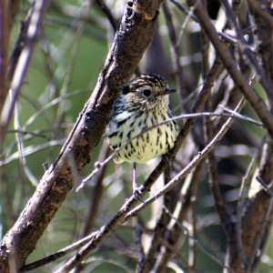 Pyrrholaemus sagittatus at Chapman, ACT - 16 Apr 2021