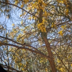 Rhipidura albiscapa (Grey Fantail) at Fargunyah, NSW - 8 Oct 2021 by Darcy