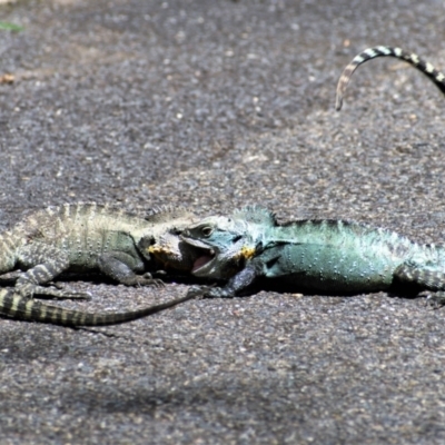 Intellagama lesueurii howittii (Gippsland Water Dragon) at ANBG - 18 Feb 2021 by Chris Appleton