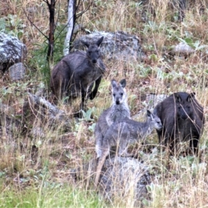 Osphranter robustus robustus at Chapman, ACT - 6 Jan 2021