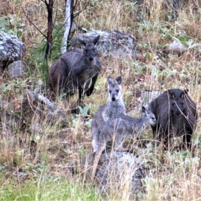 Osphranter robustus (Wallaroo) at Chapman, ACT - 6 Jan 2021 by Chris Appleton