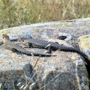 Egernia cunninghami at Chapman, ACT - 17 Feb 2021