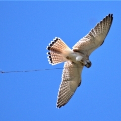 Falco cenchroides (Nankeen Kestrel) at Chapman, ACT - 22 Feb 2021 by Chris Appleton