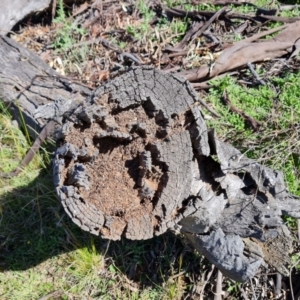 Papyrius sp. (genus) at Red Hill, ACT - suppressed