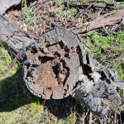 Papyrius sp. (genus) (A Coconut Ant) at Red Hill, ACT - 9 Oct 2021 by Mike