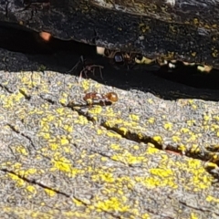 Papyrius sp. (genus) at Red Hill, ACT - suppressed