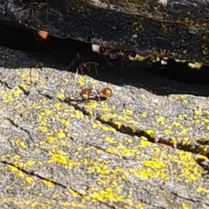 Papyrius sp. (genus) at Red Hill, ACT - suppressed