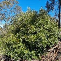 Olea europaea subsp. cuspidata (African Olive) at Jerrabomberra, ACT - 9 Oct 2021 by Mike