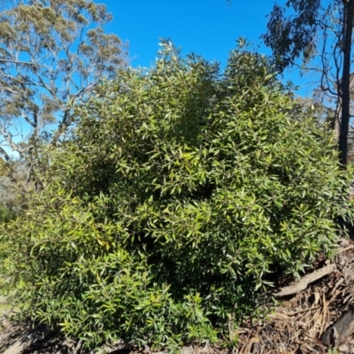 Olea europaea subsp. cuspidata (African Olive) at Jerrabomberra, ACT - 9 Oct 2021 by Mike