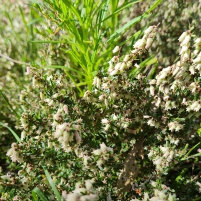 Cryptandra amara (Bitter Cryptandra) at Symonston, ACT - 9 Oct 2021 by Mike