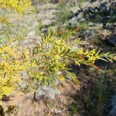 Acacia fimbriata (Fringed Wattle) at Red Hill, ACT - 9 Oct 2021 by Mike