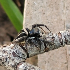 Jotus auripes (Jumping spider) at Tennent, ACT - 9 Oct 2021 by tpreston