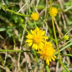 Calotis lappulacea at Jerrabomberra, ACT - 9 Oct 2021