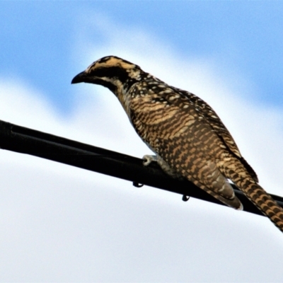 Eudynamys orientalis (Pacific Koel) at Chapman, ACT - 3 Feb 2021 by Chris Appleton