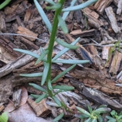 Stackhousia monogyna at Fargunyah, NSW - 9 Oct 2021