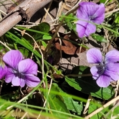 Viola betonicifolia subsp. betonicifolia (Arrow-Leaved Violet) at Tennent, ACT - 9 Oct 2021 by tpreston